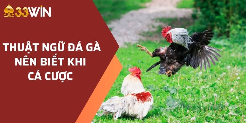 Những Thuật Ngữ Đá Gà Nào Cần Biết Khi Tham Gia Cá Cược?  1 Thuật ngữ đá gà